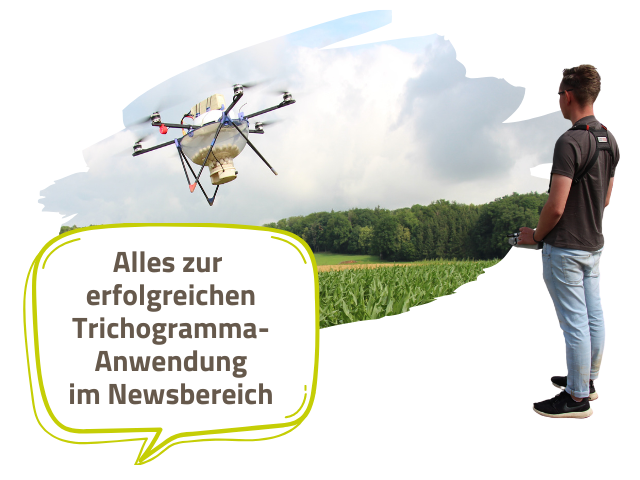 Maiszünslerbekämpfung per Drohne